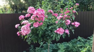 Штамбовая роза Ангела в моем саду!