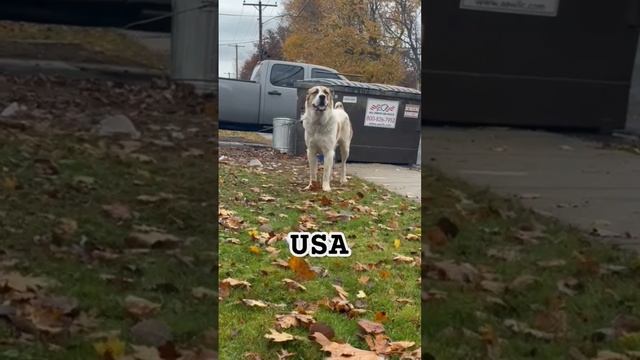 Наш годовалый выпускник в США смотреть онлайн
