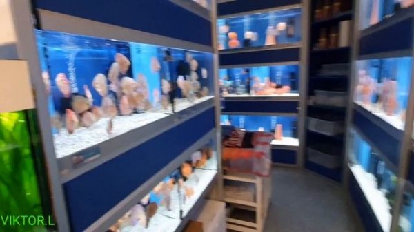 Дискусы у Майка Diskus Paradies