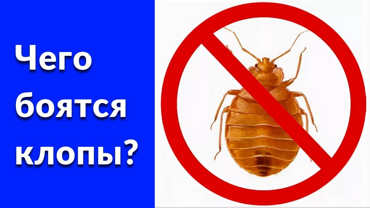 Чего боятся постельные клопы? смотреть онлайн