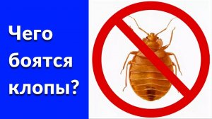 Чего боятся постельные клопы?