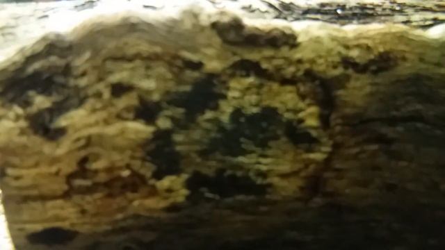 пресноводный аквариум с морским песком смотреть онлайн