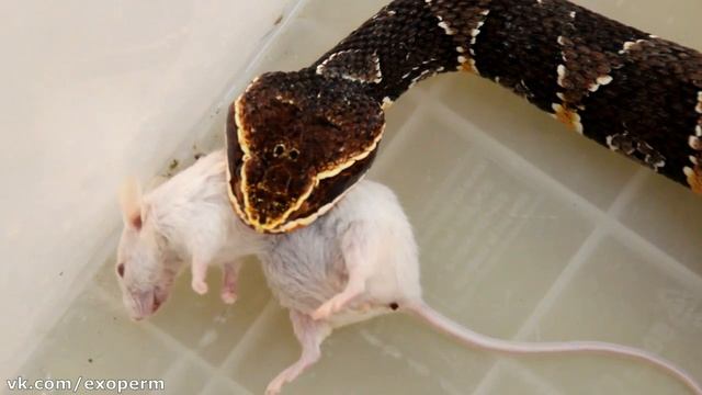 Рассказ о самом красивом щитоморднике в мире смотреть онлайн