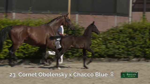 23 Coco Mademoiselle Z (Cornet Obolensky x Chacco Blue) смотреть онлайн