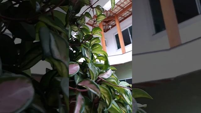 Floração lindíssima Hoya Carnosa Tricolor "flor-de-cera" смотреть онлайн
