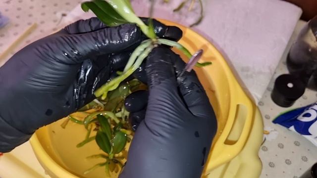 Размываю Фласку с Орхидеями из Интернет-магазина "ОрхоРай" | Phal. Golden Leopard смотреть онлайн