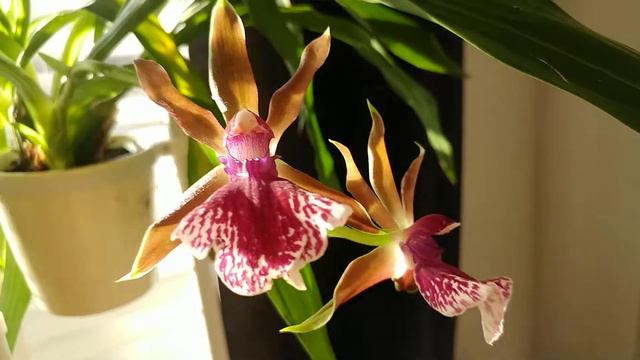 Bloom Spotlight | NoID Zygopetalum in full bloom смотреть онлайн