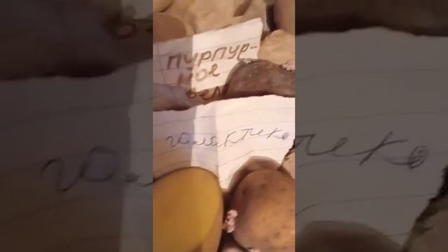новые сорта картофеля получил смотреть онлайн