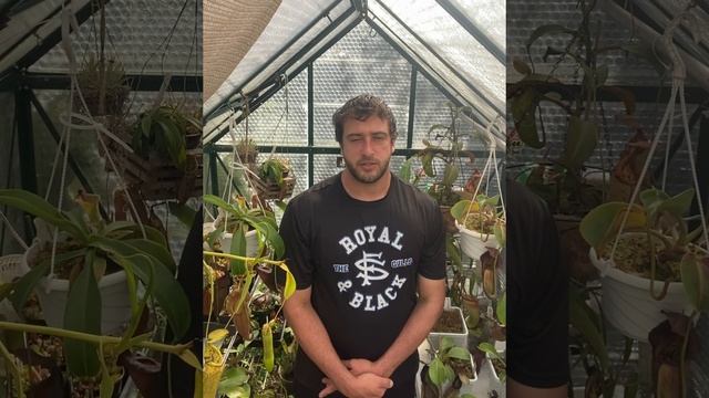 Nepenthes greenhouse setup explained смотреть онлайн