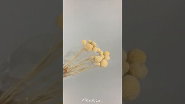 Краспедия стабилизированная смотреть онлайн