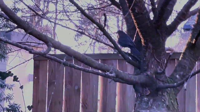 Sonnets 98 and 66 I LO Puławy Karolina Łyszcz смотреть онлайн