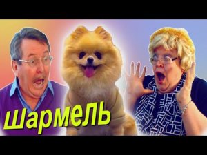Как собачка Шармель потерялась