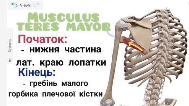 М'язи плечового пояса | Тристоронній та чотиристоронній отвори смотреть онлайн