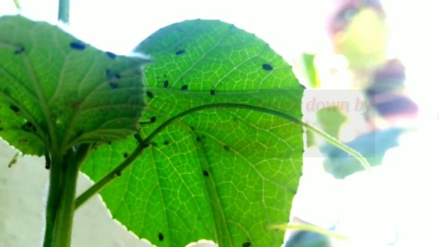 Neem oil for plants how to use смотреть онлайн