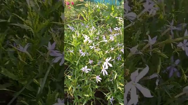 Лаурентия прекрасный цветок? смотреть онлайн