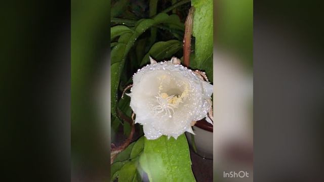 : Epiphyllum Anguliger