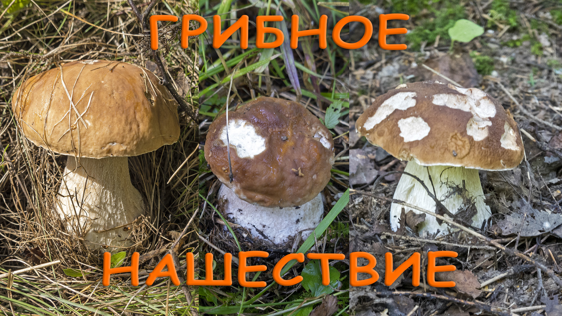 Грибное нашествие в начале сентября. Белые грибы, подосиновики, подберезовики. смотреть онлайн