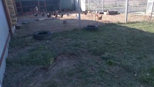 Русско-европейская лайка Саян 5 мес. смотреть онлайн