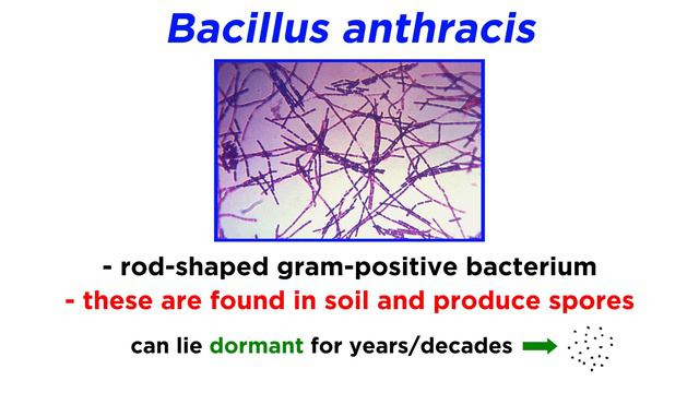 Anthrax: Bacillus Anthracis
