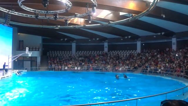 Шоу дельфинов* Дельфинарий Литовского морского музея #DeVijaRu смотреть онлайн