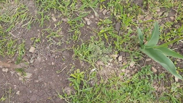 Тюльпаны/Открываются бутоны и закрываются