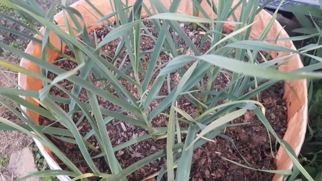 Что я делаю с клубникой во время плодоношения и чеснок в середине июня 15 06 2021 московская област смотреть онлайн