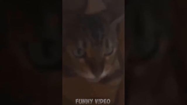 ВЫПУСК СМЕШНЫХ КОТИКОВ #12. НЕМЕЦКИЙ КОТ (=^･ω･^=) смотреть онлайн