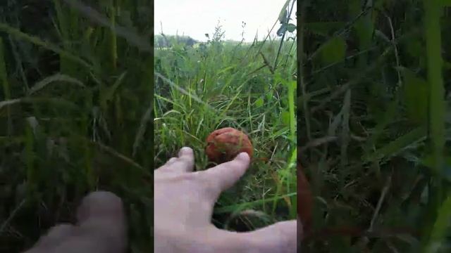 Попал на полянку подосиновиков #грибы#грибалка смотреть онлайн