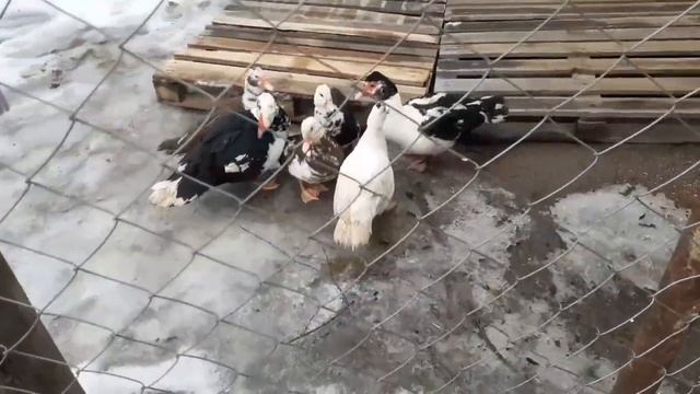 живу в деревне/ШОК-холодец/храню чеснок весной/обзор хозяйства смотреть онлайн