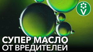 СНОГСШИБАТЕЛЬНОЕ СРЕДСТВО ОТ ТЛИ и БЕЛОКРЫЛКИ! Усиленный рецепт от вредителей и болезней растений