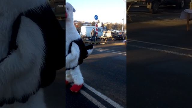 пеликан танцует в кореновске смотреть онлайн
