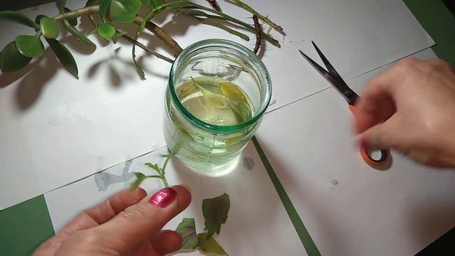 Гибискус, Колеус, Молочай Миля, Рождественник, Красула укоренение в воде ч. 1 смотреть онлайн