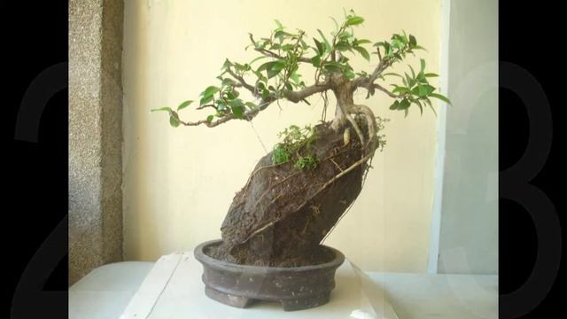 Ficus Microcarpa Progression 2010 - 2018 смотреть онлайн