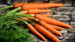 Когда сажать морковь в открытый грунт семенами в Подмосковье?