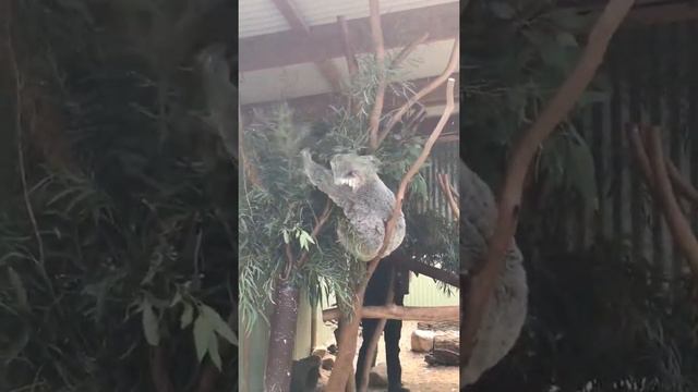 Cute Koala (Rose)wake up when she see food смотреть онлайн