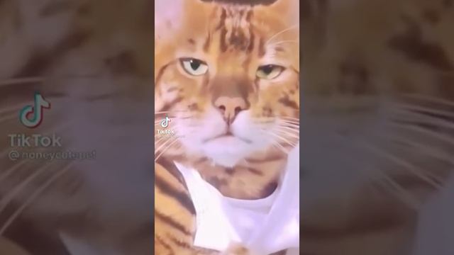 Любовь кота и собаки