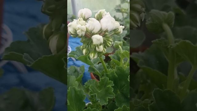 ПЕЛАРГОНИЯ СОРТ ПРИНЦ ГУСТАВ // КОЛЛЕКЦИЯ ЛИПАТОВОЙ АНАСТАСИИ // ВАЦАП ДЛЯ ЗАКАЗА 8-915-245-81-59 смотреть онлайн