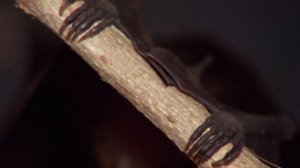 Жизнь на Земле 10 серия «Тема и вариации» (документальный сериал, 1979)