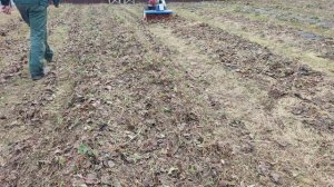 Чистка клубники щеткой ЩРМ-1 к мотоблоку МБ-23