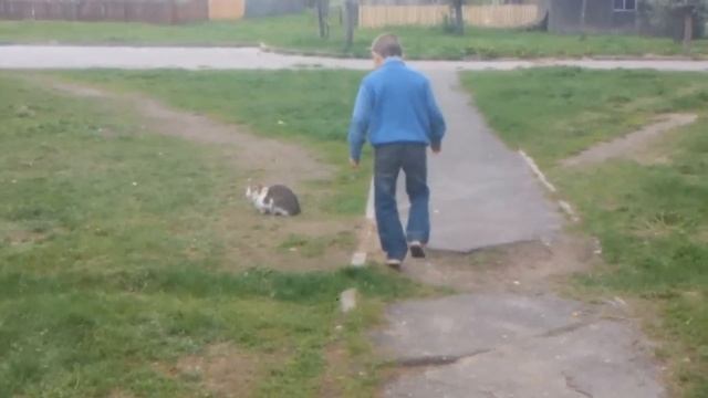Как поймать кота?! смотреть онлайн