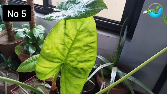 Top 10 Air Purifying Plants You Need | Feng Shui Plants