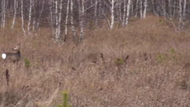 Барсук. Как найти норы барсука и определить что он там живет смотреть онлайн