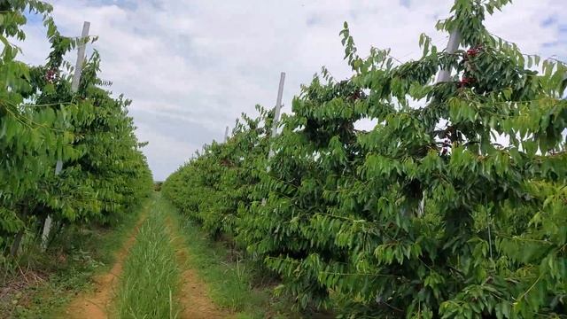 Κεράσια Nimba σε υποκείμενο Gi6. Αξιολόγηση και χαρακτηριστικά. смотреть онлайн