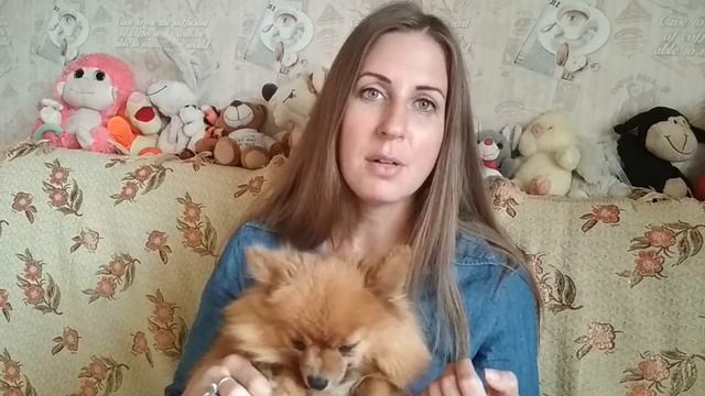 Чем я кормлю своих собак смотреть онлайн