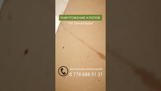 Уничтожение клопов Астана смотреть онлайн
