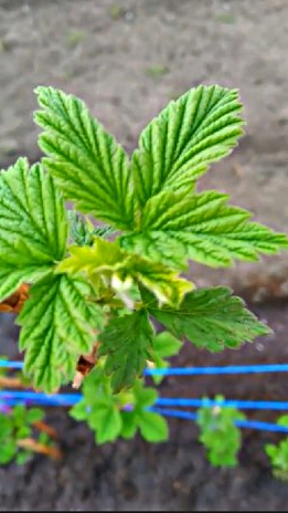 #Подвязали малину смотреть онлайн