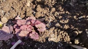 Как и когда сажать гейхеру?