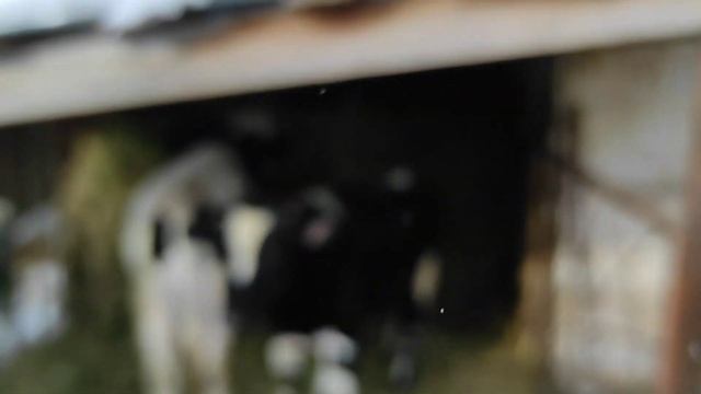 НАШИ СЕКРЕТЫ ОТКОРМА БЫКОВ. БЫКИ РАСТУТ КАК НА ДРОЖЖАХ. смотреть онлайн