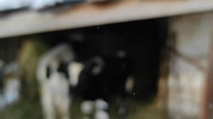 НАШИ СЕКРЕТЫ ОТКОРМА БЫКОВ. БЫКИ РАСТУТ КАК НА ДРОЖЖАХ.