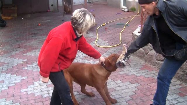 Охрана Питомник бордоских догов «Perle de France» http://perl.petsinform.com/ смотреть онлайн